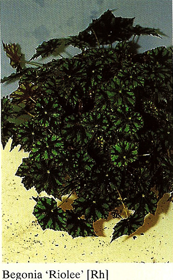 B. ‘Riolee’